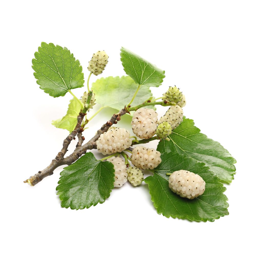 white mulberry leaf 